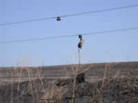 Sun 03 - Burned pole on Oehlschlaeger Road.